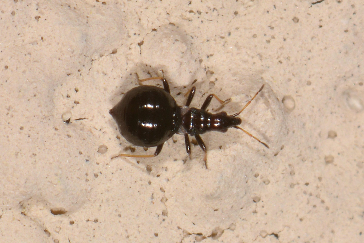 Microphysidae? S, Loricula freyi, femmina e maschio (adulto e ninfa) dell''Abruzzo